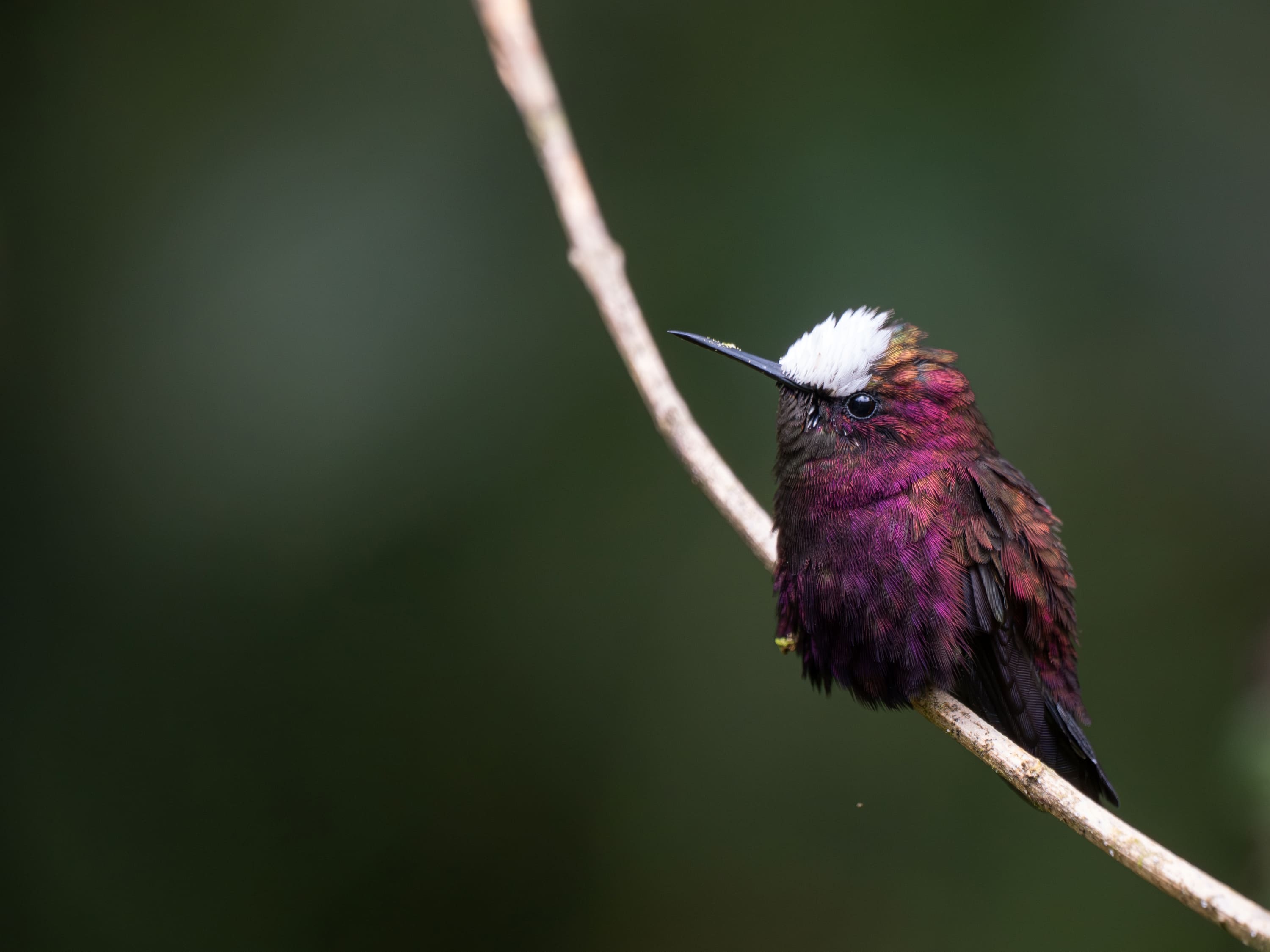 Photo from 8-Day Intensive Birding Exploration of Costa Rica safari tour